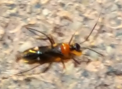 Pseudoxenetus regalis