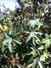 Ricinus communis