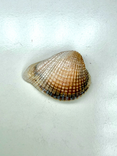 Anomalodiscus squamosus observed 2026-06-28