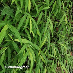 Microstegium ciliatum