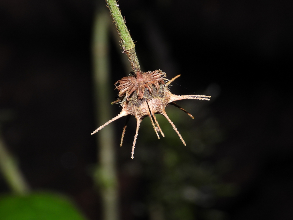Pavonia oxyphyllaria