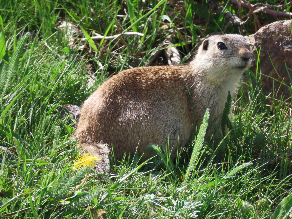 Tien Shan Ground Squirrel