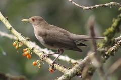 Turdus maculirostris