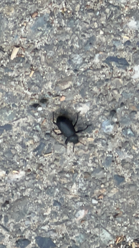 iNaturalist observation photo of Serrated Darkling Beetle