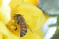 Apis mellifera