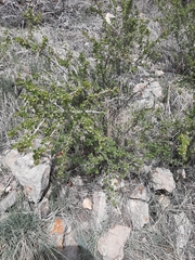 Ribes leptanthum