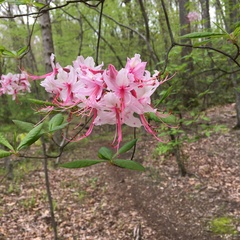Rhododendron prinophyllum