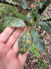 Crataegus berberifolia