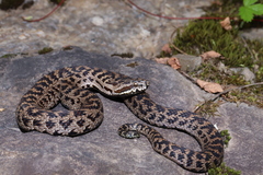 Zoige Pit Viper photo 1