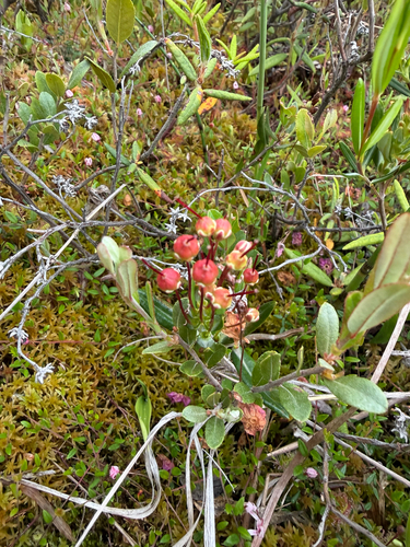 Swamp Laurel