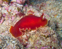 Dendrodoris