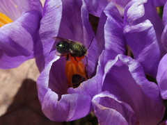 Osmia lignaria lignaria