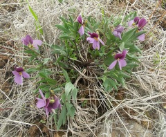 Viola trinervata