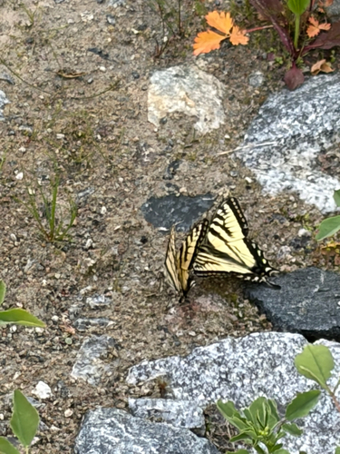 Canadian Tiger Swallowtail