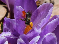 Osmia lignaria lignaria
