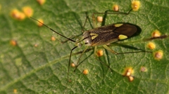 Closterotomus putoni