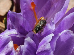 Osmia lignaria lignaria