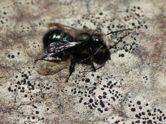 Osmia lignaria lignaria