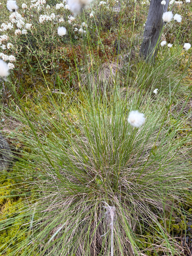 tussock cottongrass