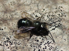 Osmia lignaria lignaria