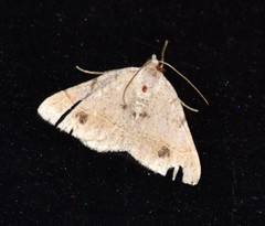 Frederickia subterminata