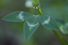 Trifolium vesiculosum