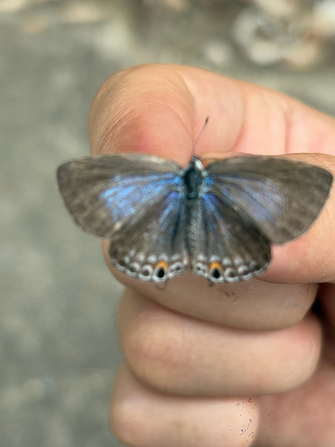 Plains Cupid