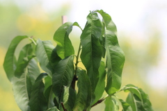 Prunus persica nucipersica