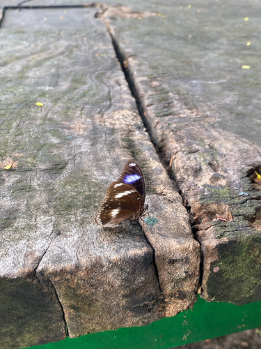 Great Eggfly