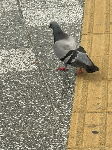 Rock Pigeon