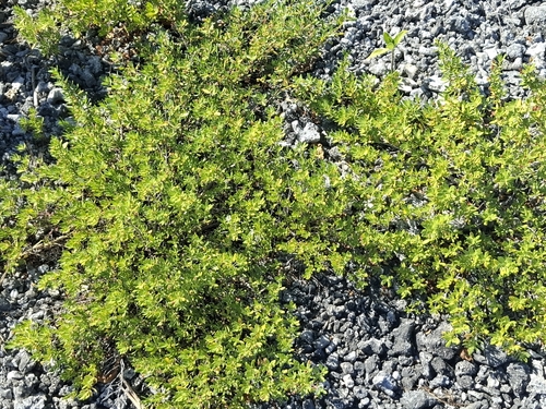Pemphis acidula observed 2026-06-28