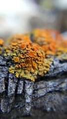 Xanthomendoza montana