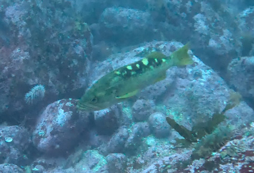 Olive rockfish (Sebastes serranoides) — Sebastidae — 5