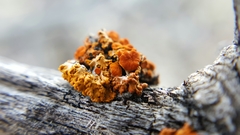 Xanthomendoza montana