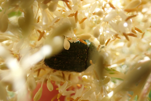 Blue Flower Chafer