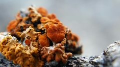 Xanthomendoza montana