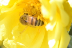 Apis mellifera