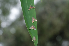 Strepsinoma croesusalis