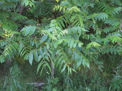 Juglans microcarpa