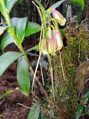 Epidendrum eximium