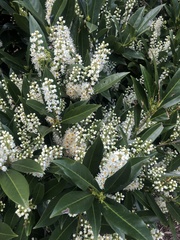 Prunus laurocerasus