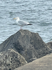 American Herring Gull