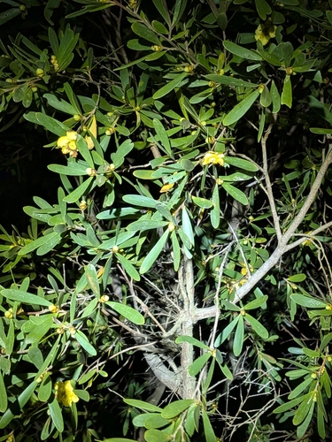 Neofabricia myrtifolia observed 2026-06-22