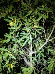 Neofabricia myrtifolia