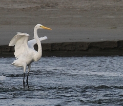 Ardea alba