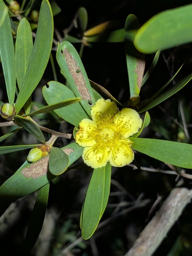 Neofabricia myrtifolia, photograph 2