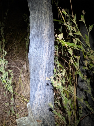 Neofabricia myrtifolia, photograph 3