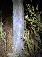 Neofabricia myrtifolia, photograph (c) Matt B, some rights reserved (CC BY)