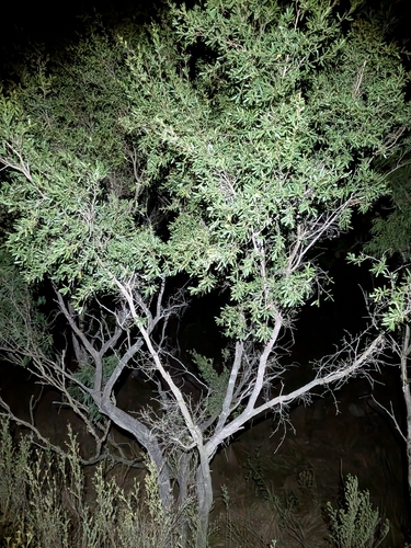 Neofabricia myrtifolia, photograph 4