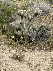 Cylindropuntia ganderi